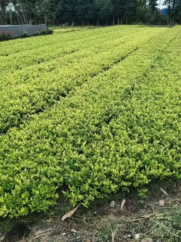 义马城市绿化带种植什么植物比较好