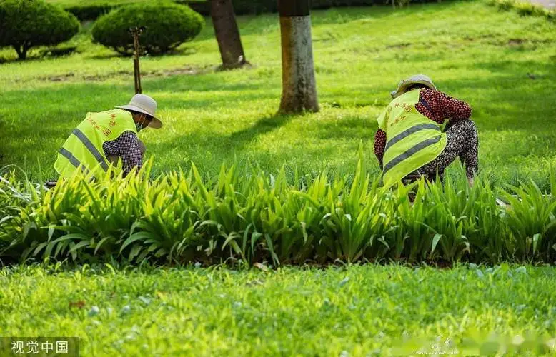 卧龙月季花海承接绿化工程 卧龙月季花海承接绿化工程
